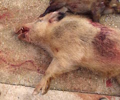 Cerdos asilvestrados siembran el caos entre los agricultores de Málaga